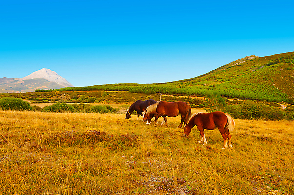 포토 JPG 해외이미지 낙엽 밭 풍경 사람없음 야외 농장 농경지 가축 가을 말_동물 방목 해외202004 해외202105 해외포토 동물 계절 잎 농업 포유류 축산업 파일형식