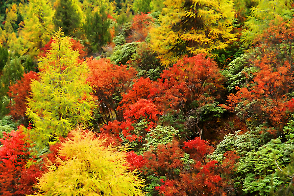 포토 JPG 해외이미지 백그라운드 단풍 낙엽 자연 풍경 사람없음 야외 가을 해외202004 해외202105 해외포토 계절 잎 생태계 파일형식