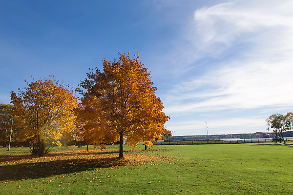 포토 JPG 해외이미지 나무 백그라운드 단풍 낙엽 자연 하늘 풍경 사람없음 야외 가을 나뭇가지 해외202004 해외202105 해외포토 식물 계절 잎 생태계 파일형식