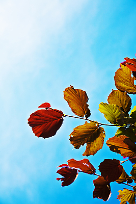 포토 JPG 해외이미지 주간 백그라운드 낙엽 잎 자연 하늘 사람없음 빛 가을 해외202004 해외202105 해외포토 자연요소 식물 계절 생태계 파일형식