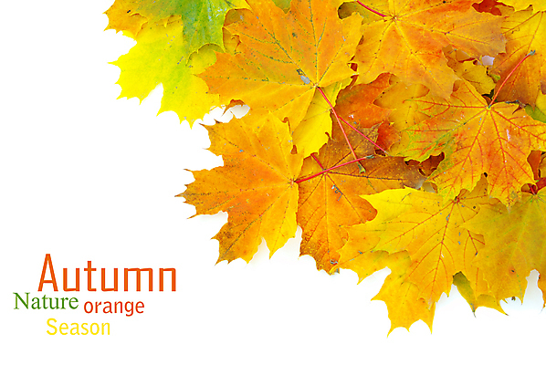 포토 JPG 해외이미지 백그라운드 단풍 낙엽 잎 자연 사람없음 가을 카피스페이스 해외202004 해외202105 해외포토 식물 계절 공백 생태계 파일형식