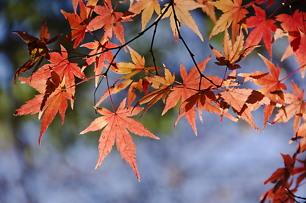 포토 JPG 해외이미지 주간 백그라운드 단풍 낙엽 잎 자연 사람없음 야외 아웃포커스 가을 해외202004 해외202105 해외포토 자연요소 식물 계절 촬영기법 생태계 파일형식