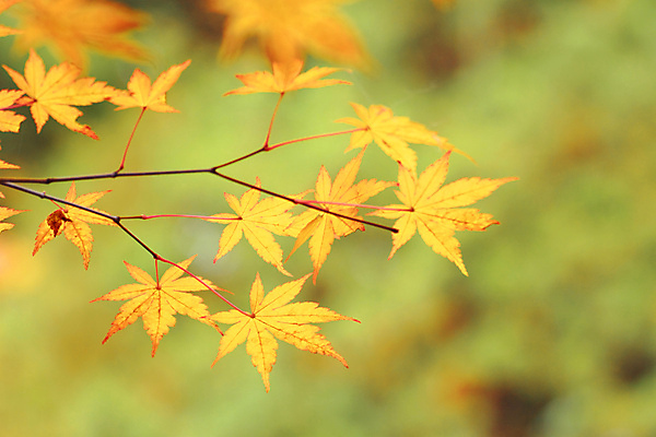 포토 JPG 해외이미지 단풍 낙엽 잎 자연 사람없음 가을 소프트포커스 해외202004 해외202105 해외포토 식물 계절 촬영기법 생태계 파일형식