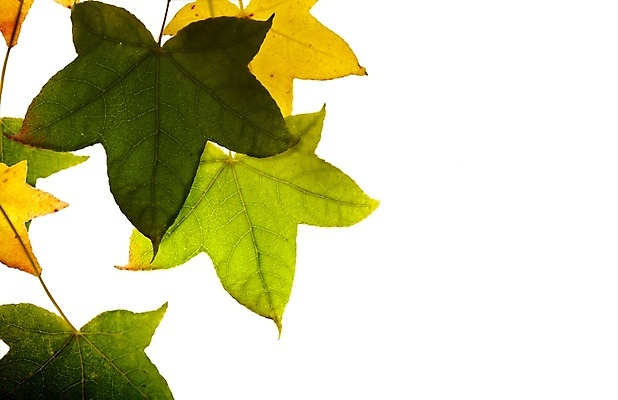 포토 JPG 해외이미지 백그라운드 단풍 자연 사람없음 가을 나뭇가지 포도잎 해외202004 해외202105 해외포토 나무 계절 잎 포도 생태계 파일형식