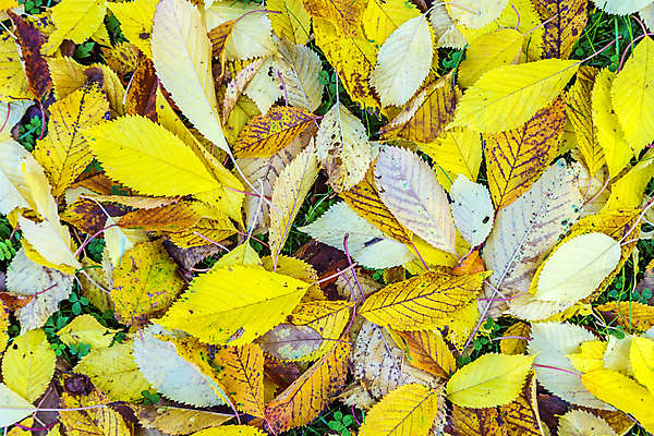 포토 JPG 해외이미지 백그라운드 단풍 낙엽 잎 풍경 사람없음 야외 가을 가득함 조경 해외202004 해외202105 해외포토 식물 계절 파일형식