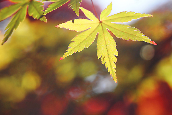 포토 JPG 해외이미지 백그라운드 단풍 낙엽 잎 근접촬영 사람없음 아웃포커스 가을 보케 해외202004 해외202105 해외포토 식물 계절 뷰포인트 촬영기법 파일형식