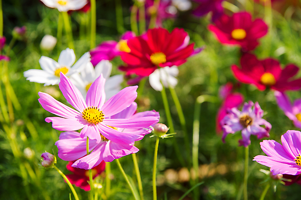 포토 JPG 해외이미지 꽃잎 꽃 백그라운드 잎 자연 풍경 근접촬영 사람없음 야외 가을 코스모스 해외202004 해외202105 해외포토 식물 계절 뷰포인트 생태계 파일형식