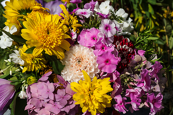 포토 JPG 해외이미지 주간 꽃다발 백그라운드 자연 사람없음 야외 가을 화려 해외202004 해외202105 해외포토 자연요소 계절 꽃 컨셉 생태계 파일형식