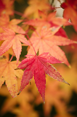 포토 JPG 해외이미지 백그라운드 단풍 낙엽 잎 자연 근접촬영 사람없음 아웃포커스 가을 해외202004 해외202105 해외포토 식물 계절 뷰포인트 촬영기법 생태계 파일형식