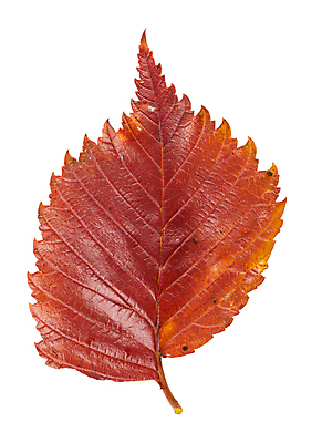 포토 JPG 해외이미지 백그라운드 단풍 낙엽 잎 자연 근접촬영 사람없음 가을 해외202004 해외202105 해외포토 식물 계절 뷰포인트 생태계 파일형식