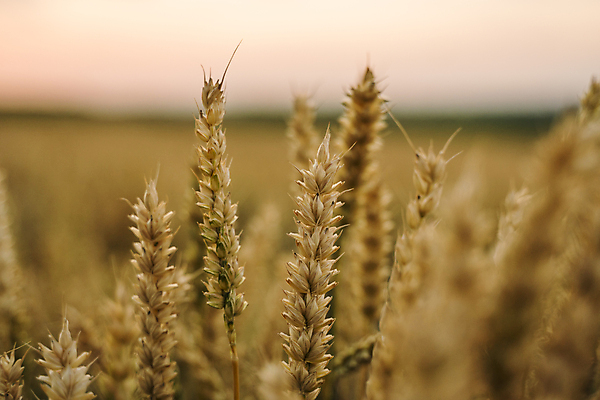 포토 JPG 해외이미지 백그라운드 낙엽 농업 자연 풍경 사람없음 야외 아웃포커스 농작물 농장 농경지 가을 소프트포커스 보리 해외202004 해외202105 해외포토 계절 산업 잎 곡류 촬영기법 생태계 파일형식
