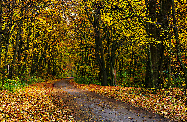포토 JPG 해외이미지 도로 길 백그라운드 단풍 낙엽 잎 풍경 사람없음 야외 가을 해외202004 해외202105 해외포토 식물 계절 교통시설 파일형식