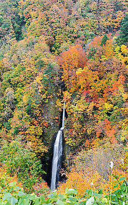 포토 JPG 해외이미지 백그라운드 단풍 낙엽 잎 자연 산 풍경 사람없음 야외 폭포 가을 해외202004 해외202105 해외포토 식물 계절 생태계 파일형식