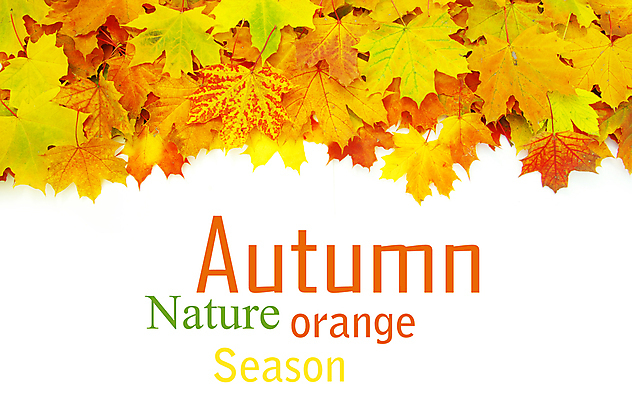 포토 JPG 해외이미지 백그라운드 단풍 낙엽 잎 자연 사람없음 가을 카피스페이스 해외202004 해외202105 해외포토 식물 계절 공백 생태계 파일형식