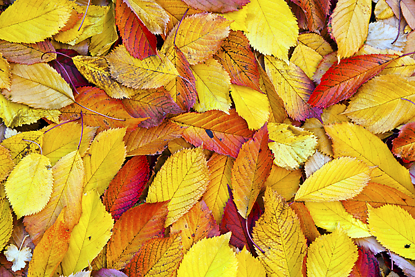 포토 JPG 해외이미지 백그라운드 단풍 낙엽 잎 자연 사람없음 야외 가을 가득함 해외202004 해외202105 해외포토 식물 계절 생태계 파일형식