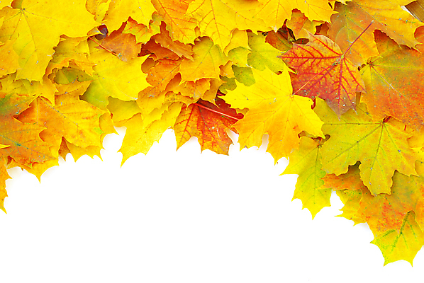 포토 JPG 해외이미지 백그라운드 단풍 낙엽 잎 사람없음 가을 카피스페이스 해외202004 해외202105 해외포토 식물 계절 공백 파일형식