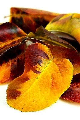 포토 JPG 해외이미지 백그라운드 낙엽 잎 자연 근접촬영 사람없음 가을 해외202004 해외202105 해외포토 식물 계절 뷰포인트 생태계 파일형식