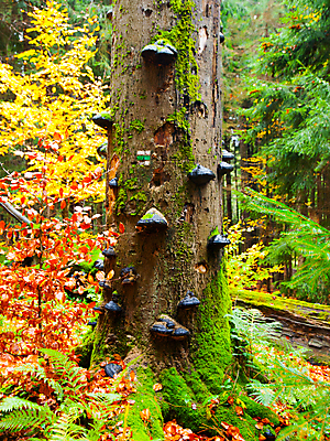 포토 JPG 해외이미지 주간 백그라운드 낙엽 잎 자연 이끼 사람없음 야외 버섯 가을 해외202004 해외202105 해외포토 자연요소 식물 계절 생태계 파일형식