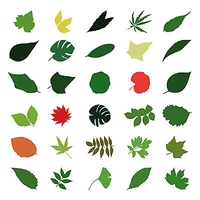 EPS 해외이미지 식물 꽃 단풍 잎 꽃무늬 일러스트 자연 미술 풍경 사람없음 자작나무 아카시아 재 해외202004 해외202105 해외일러스트 나무 무늬 문화예술 생태계 파일형식 벡터