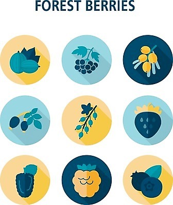 EPS 해외이미지 열매 음식 잎 과일 일러스트 딸기 건강 사람없음 빨간색 파란색 검은색 나뭇가지 신선 달콤 숲 다발 블루베리 산딸기 블랙베리 건포도 구스베리 해외202004 해외202105 해외일러스트 나무 식물 컬러 포도 맛 건과일 파일형식 벡터