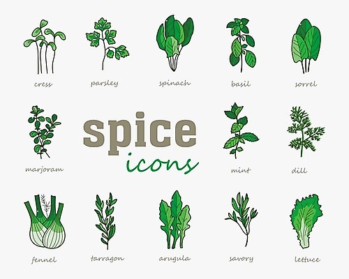 EPS 해외이미지 식물 잎 일러스트 파슬리 사람없음 초록색 세트 봄 상추 민트 심볼 사인 유기농 시금치 바질 딜 루꼴라 입가심 회향 그리너리 해외202004 해외202105 해외일러스트 웰빙 계절 컬러 채소 허브 파일형식 벡터 트랜드컬러