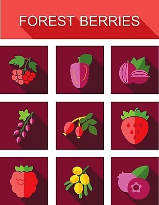 EPS 해외이미지 열매 음식 잎 과일 일러스트 딸기 건강 사람없음 빨간색 파란색 검은색 나뭇가지 신선 달콤 숲 다발 블루베리 산딸기 블랙베리 건포도 구스베리 해외202004 해외202105 해외일러스트 나무 식물 컬러 포도 맛 건과일 파일형식 벡터