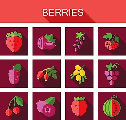 EPS 해외이미지 열매 음식 잎 과일 일러스트 딸기 포도 수박 사람없음 빨간색 검은색 나뭇가지 신선 체리 달콤 다발 블루베리 산딸기 블랙베리 건포도 구스베리 해외202004 해외202105 해외일러스트 나무 식물 컬러 맛 건과일 파일형식 벡터