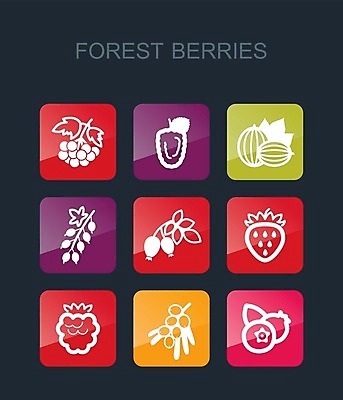 EPS 해외이미지 열매 음식 잎 과일 일러스트 딸기 건강 사람없음 빨간색 파란색 검은색 나뭇가지 신선 달콤 숲 다발 블루베리 산딸기 블랙베리 건포도 구스베리 해외202004 해외202105 해외일러스트 나무 식물 컬러 포도 맛 건과일 파일형식 벡터
