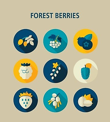 EPS 해외이미지 열매 음식 잎 과일 일러스트 딸기 건강 사람없음 빨간색 파란색 검은색 나뭇가지 신선 달콤 숲 다발 블루베리 산딸기 블랙베리 건포도 구스베리 해외202004 해외202105 해외일러스트 나무 식물 컬러 포도 맛 건과일 파일형식 벡터