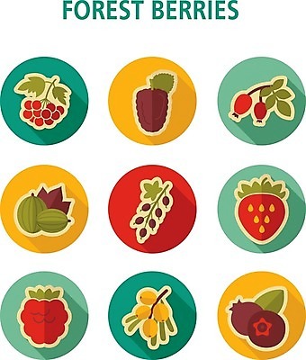 EPS 해외이미지 열매 음식 잎 과일 일러스트 딸기 건강 사람없음 빨간색 파란색 검은색 나뭇가지 신선 달콤 숲 다발 블루베리 산딸기 블랙베리 건포도 구스베리 해외202004 해외202105 해외일러스트 나무 식물 컬러 포도 맛 건과일 파일형식 벡터