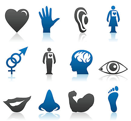 EPS 해외이미지 학생 손 과학 신체 일러스트 부분 해부 사람 사람없음 약 머리 하트 입 입술 사인 뇌 코 귀 목 양발 이두근 해외202004 해외202105 해외일러스트 모양 의학 신체부위 파일형식 벡터