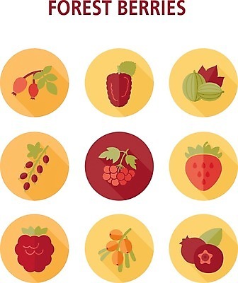 EPS 해외이미지 열매 음식 잎 과일 일러스트 딸기 건강 사람없음 빨간색 파란색 검은색 나뭇가지 신선 달콤 숲 다발 블루베리 산딸기 블랙베리 건포도 구스베리 해외202004 해외202105 해외일러스트 나무 식물 컬러 포도 맛 건과일 파일형식 벡터
