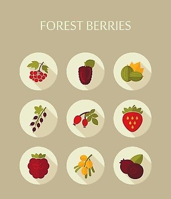 EPS 해외이미지 열매 음식 잎 과일 일러스트 딸기 건강 사람없음 빨간색 파란색 검은색 나뭇가지 신선 달콤 숲 다발 블루베리 산딸기 블랙베리 건포도 구스베리 해외202004 해외202105 해외일러스트 나무 식물 컬러 포도 맛 건과일 파일형식 벡터