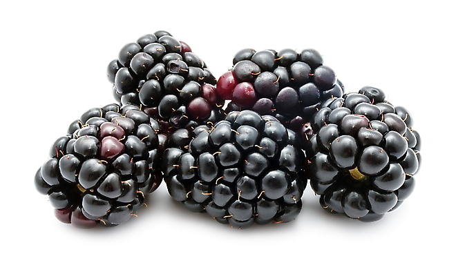 포토 JPG 해외이미지 열매 자연 건강 사람없음 검은색 달콤 맛 오브젝트 유기농 비타민 블랙베리 맛있는 해외202004 해외202105 해외포토 식물 웰빙 컬러 컨셉 과일 생태계 영양소 파일형식