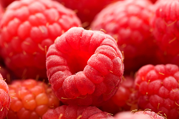 포토 JPG 해외이미지 열매 과일 건강 사람없음 달콤 맛 유기농 산딸기 많음 맛있는 해외202004 해외202105 해외포토 식물 웰빙 컨셉 파일형식