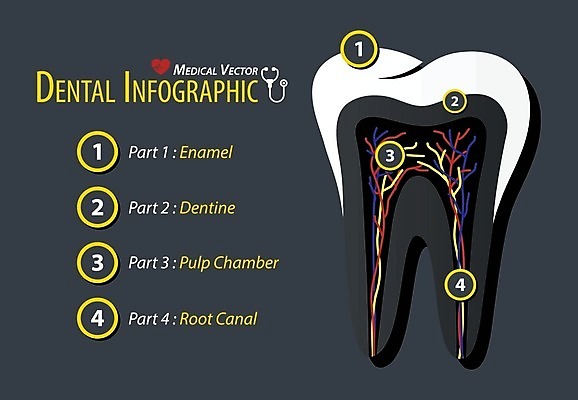 EPS 해외이미지 일러스트 의학 통계 건강 치과 사람없음 건강관리 인포그래픽 정보 치아 해외202004 해외202105 해외일러스트 병원 관리 소화기관 파일형식 벡터