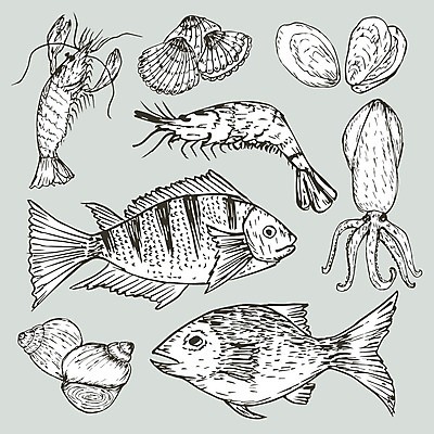 EPS 해외이미지 백그라운드 일러스트 새우 어류 사람없음 스케치 오징어 해외202105 해외일러스트 연체동물 갑각류 미술 수중동물 파일형식 벡터