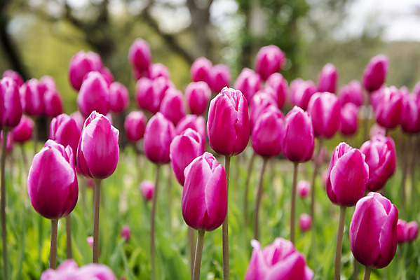 포토 JPG 주간 꽃밭 봄꽃 사람없음 야외 아웃포커스 봄풍경 튤립 감성 과천 국내포토 자연요소 꽃 컨셉 촬영기법 풍경 봄 경기도 파일형식