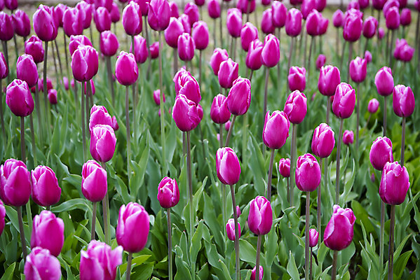 포토 JPG 주간 꽃밭 봄꽃 사람없음 야외 봄풍경 튤립 감성 과천 국내포토 자연요소 꽃 컨셉 풍경 봄 경기도 파일형식