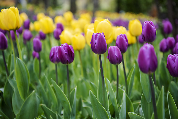 포토 JPG 주간 꽃밭 봄꽃 사람없음 야외 아웃포커스 봄풍경 튤립 감성 과천 국내포토 자연요소 꽃 컨셉 촬영기법 풍경 봄 경기도 파일형식
