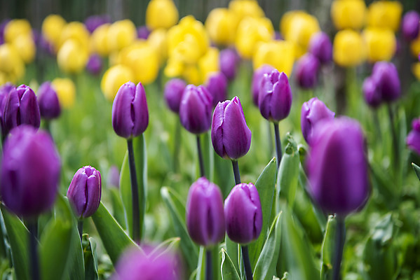 포토 JPG 주간 꽃밭 봄꽃 사람없음 야외 아웃포커스 봄풍경 튤립 감성 과천 국내포토 자연요소 꽃 컨셉 촬영기법 풍경 봄 경기도 파일형식