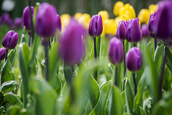 포토 JPG 주간 꽃밭 봄꽃 사람없음 야외 아웃포커스 봄풍경 튤립 소프트포커스 감성 과천 국내포토 자연요소 꽃 컨셉 촬영기법 풍경 봄 경기도 파일형식