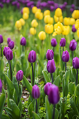 포토 JPG 주간 꽃밭 봄꽃 사람없음 야외 봄풍경 튤립 감성 과천 국내포토 자연요소 꽃 컨셉 풍경 봄 경기도 파일형식