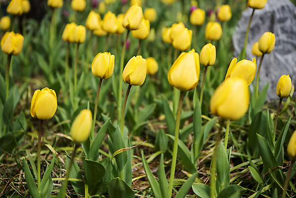 포토 JPG 주간 꽃밭 봄꽃 사람없음 야외 봄풍경 튤립 감성 과천 국내포토 자연요소 꽃 컨셉 풍경 봄 경기도 파일형식