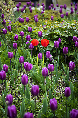 포토 JPG 주간 꽃밭 봄꽃 사람없음 야외 봄풍경 튤립 감성 과천 국내포토 자연요소 꽃 컨셉 풍경 봄 경기도 파일형식
