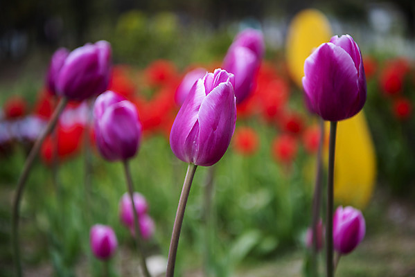 포토 JPG 주간 꽃밭 봄꽃 사람없음 야외 아웃포커스 봄풍경 튤립 감성 과천 국내포토 자연요소 꽃 컨셉 촬영기법 풍경 봄 경기도 파일형식