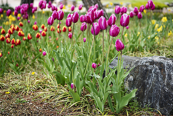 포토 JPG 주간 꽃밭 봄꽃 사람없음 야외 봄풍경 튤립 감성 과천 국내포토 자연요소 꽃 컨셉 풍경 봄 경기도 파일형식