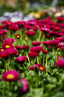 포토 JPG 주간 꽃밭 봄꽃 사람없음 야외 아웃포커스 봄풍경 감성 과천 국내포토 자연요소 꽃 컨셉 촬영기법 풍경 봄 경기도 파일형식