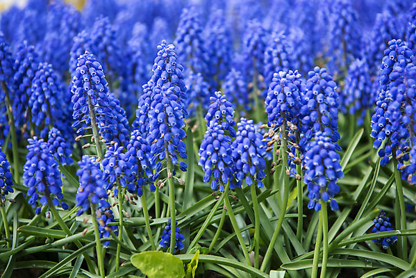 포토 JPG 주간 꽃밭 봄꽃 사람없음 야외 봄풍경 감성 과천 국내포토 자연요소 꽃 컨셉 풍경 봄 경기도 파일형식