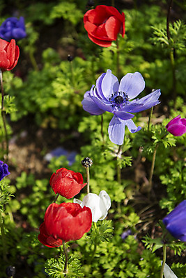 포토 JPG 주간 꽃밭 봄꽃 사람없음 야외 봄풍경 양귀비 감성 과천 국내포토 자연요소 꽃 컨셉 풍경 봄 경기도 파일형식